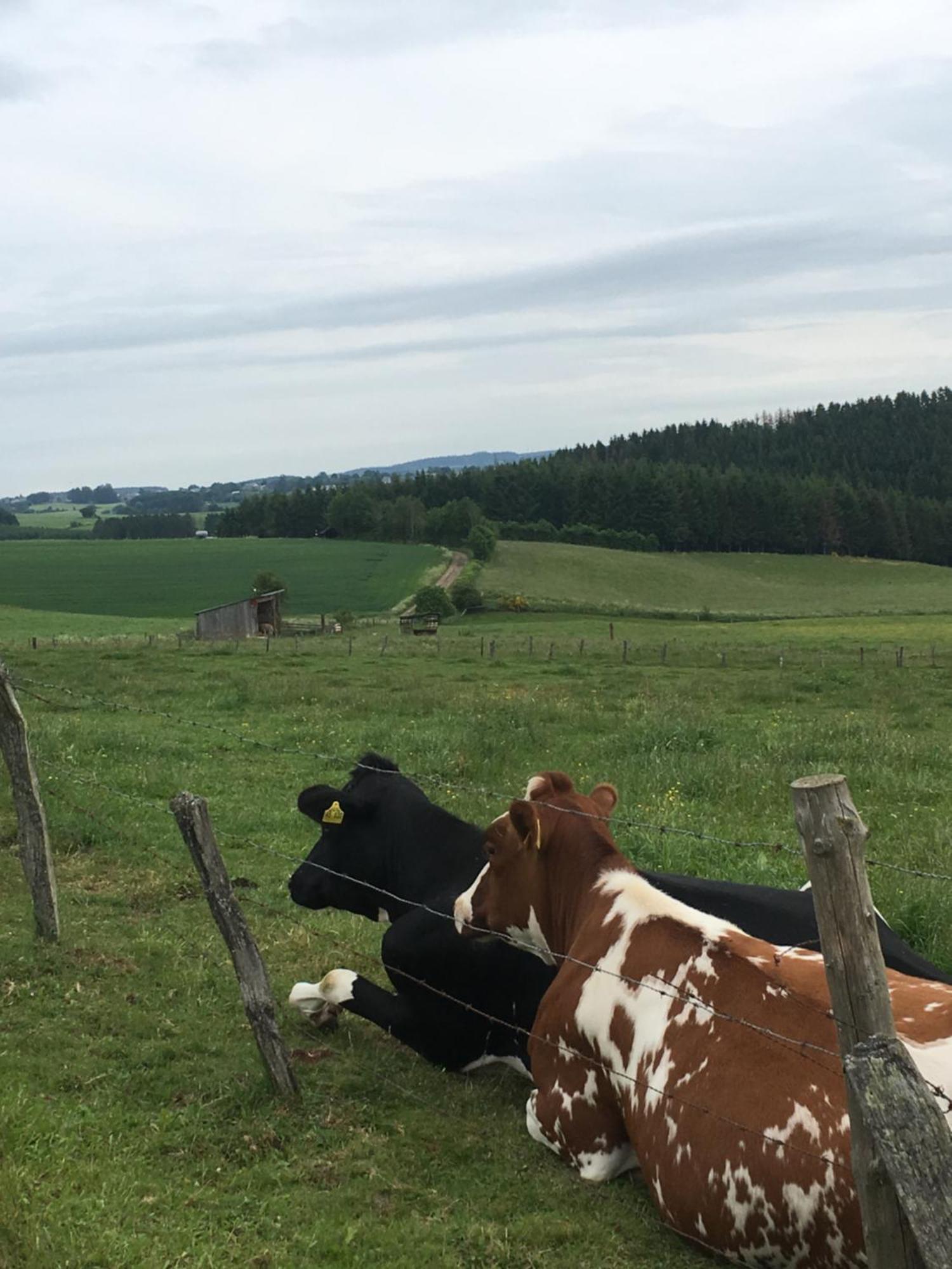 Paulis Cozy 4-Bedroom Vacation Home - With 4 Bathrooms Sun Terrace & Sauna, Nice To Hike & Bike, To Chil & Meet Büllingen Buitenkant foto